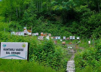 12 yılda 673 adet ‘Bal Ormanı’ kuruldu