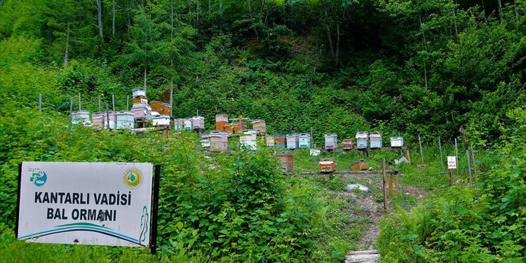 12 yılda 673 adet ‘Bal Ormanı’ kuruldu