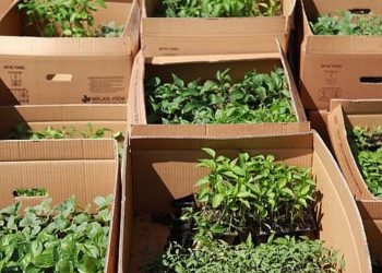 Bodrumlu üreticilere fide desteği belediyeden