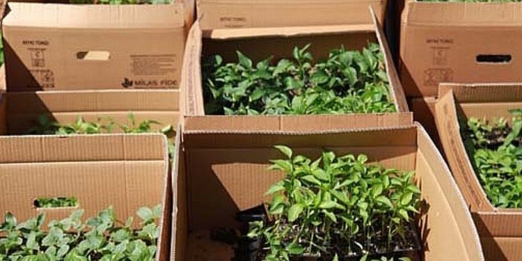 Bodrumlu üreticilere fide desteği belediyeden