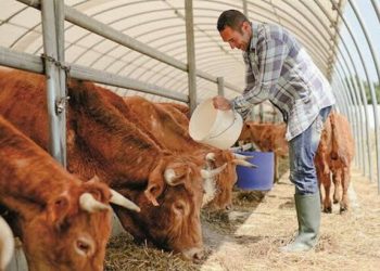 Bursa’da hayvancılık ne durumda? Ot yoksa ucuz et yok