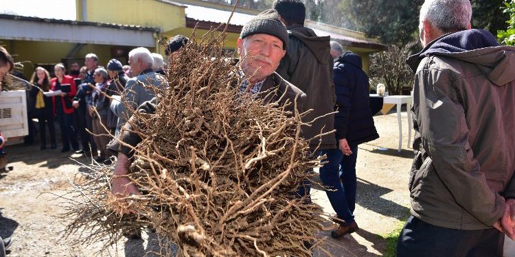 Çiftçiye erik ve hünnap desteği