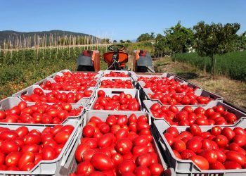 Domates ve mamulleri ihracatı yüzde 20 arttı