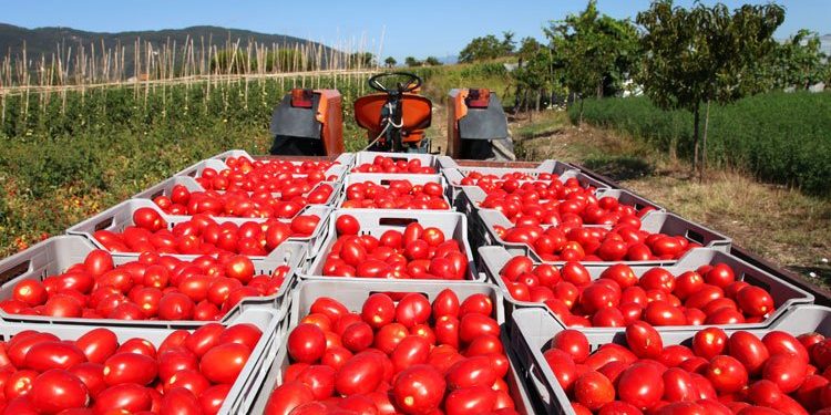Domates ve mamulleri ihracatı yüzde 20 arttı