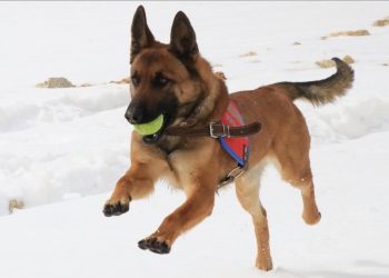 Komandoları bombalı tuzaklardan koruyor