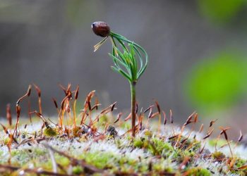 Türkiye’nin fidanları komşuları yeşillendiriyor