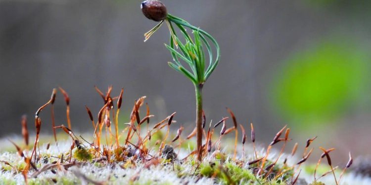 Türkiye’nin fidanları komşuları yeşillendiriyor