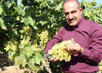 Yaş meyvede pestisit sorununa Şili modeli önerisi