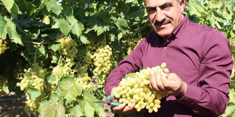 Yaş meyvede pestisit sorununa Şili modeli önerisi