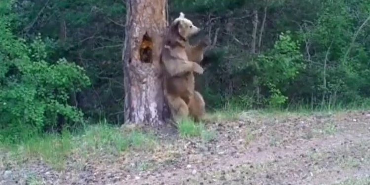 Ayıların ormanda kaşınma dansı!