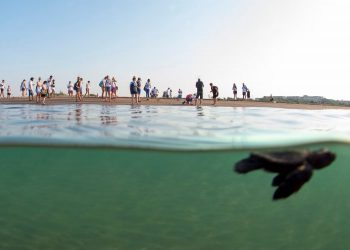 ‘Caretta Caretta’lar Akdeniz’le buluşturuluyor