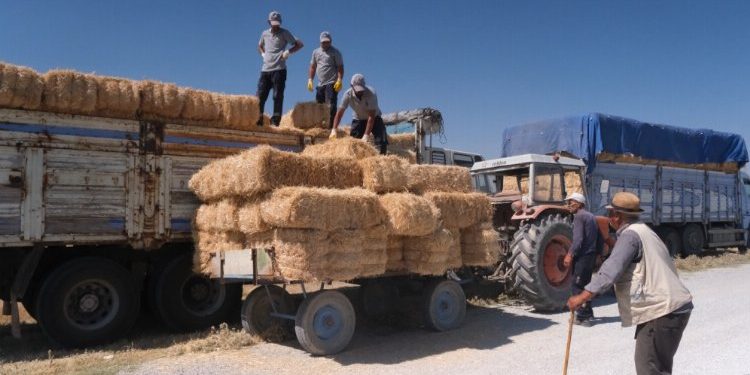 Hayvancılık bitmesin diye balya balya destek