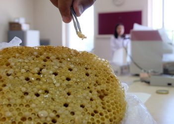 Kanserle mücadeleye Bingöl’den yeni umut: Apilarnil