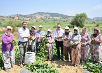 Kornişon üreticilerinde hasat sevinci