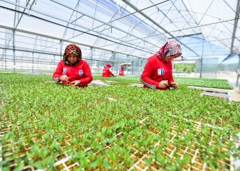 Seralarda kadın istihdamı arttı