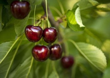 Türk kirazı yüzde 54 değerlendi