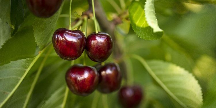Türk kirazı yüzde 54 değerlendi