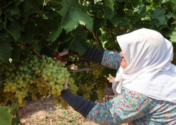 Yaş üzümde 200 milyon dolar aşılacak