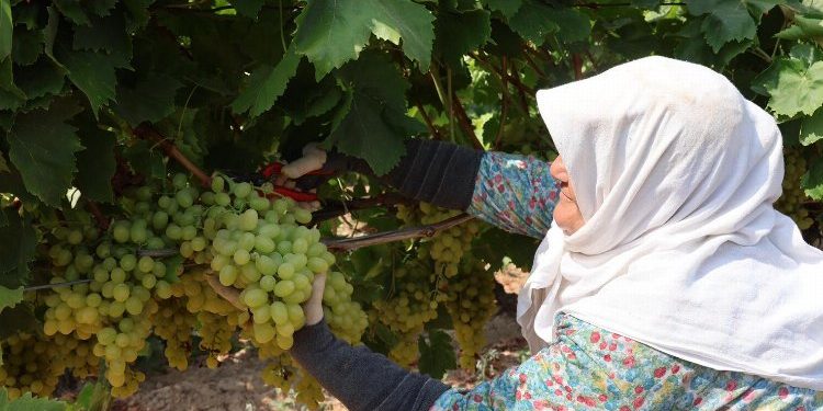 Yaş üzümde 200 milyon dolar aşılacak