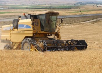 Belediye arazilerinde buğdaylar yetişiyor