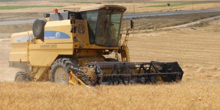 Belediye arazilerinde buğdaylar yetişiyor