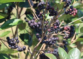 Çiftçilerin Aronya sevinci