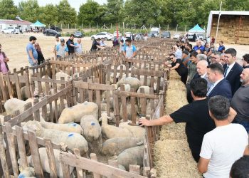 Üreticilere koyun desteği