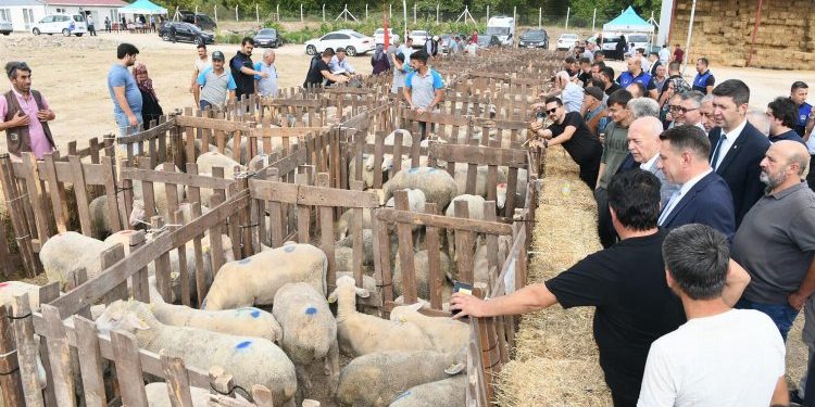 Üreticilere koyun desteği