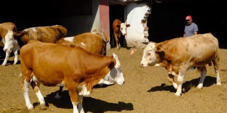 Üreticiye damızlık boğa desteği