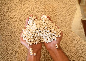 Akçabelen Fasulyesi’ne Konya’dan ‘Büyük’ destek