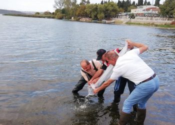 Bursa’da 4 milyona yakın sazan yavrusu göletlere bırakıldı