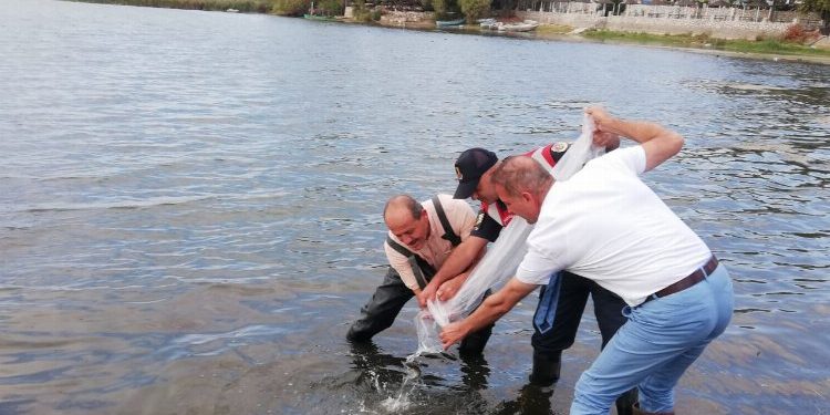 Bursa’da 4 milyona yakın sazan yavrusu göletlere bırakıldı