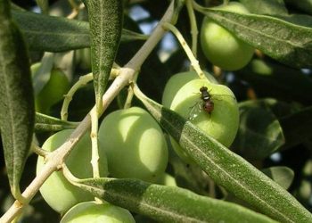 Bursa’da zeytin sineği ile 4. mücadele dönemi başladı