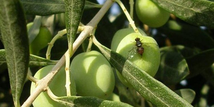 Bursa’da zeytin sineği ile 4. mücadele dönemi başladı