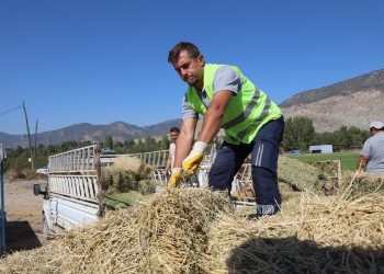 Eskişehir’de üreticilere yonca desteği