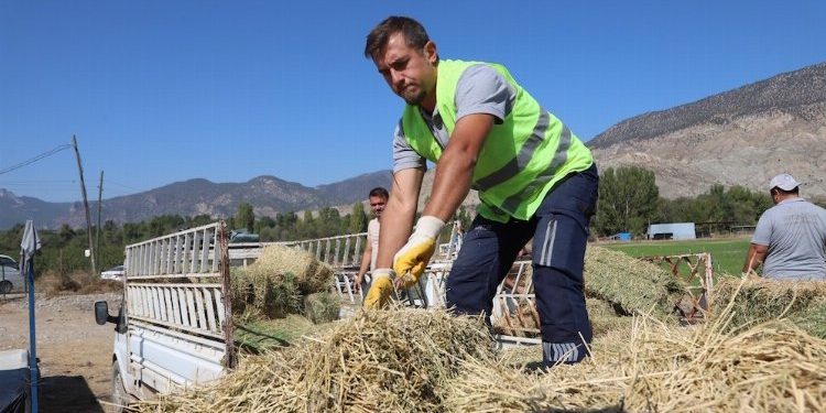 Eskişehir’de üreticilere yonca desteği