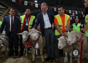 İnegöl’de Koç ve Süs Tavukları podyumda