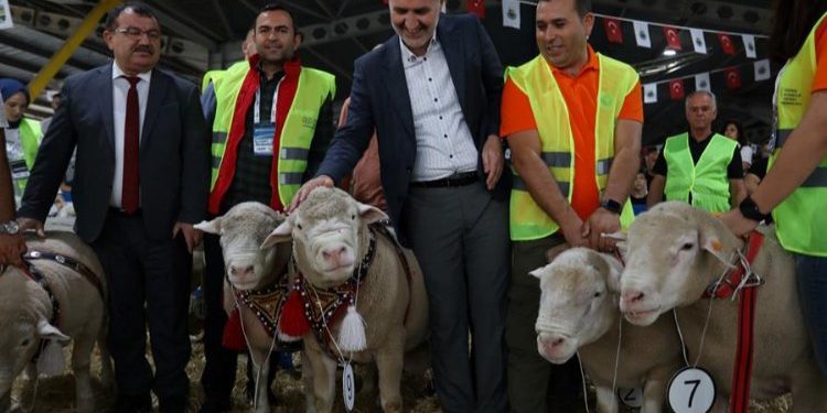 İnegöl’de Koç ve Süs Tavukları podyumda