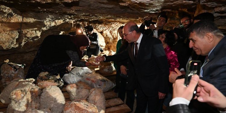 Peynir tulumundan ilk hasat