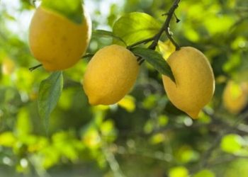 Düşük limon fiyatları üreticileri mağdur etti