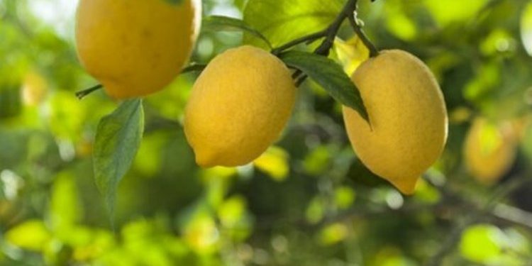 Düşük limon fiyatları üreticileri mağdur etti