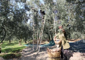 Zeytin alım fiyatları belli oldu… Tavan 110 TL, taban 47 TL