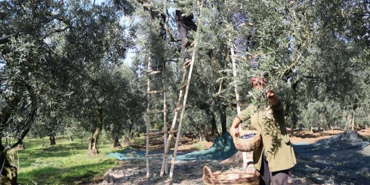 Zeytin alım fiyatları belli oldu… Tavan 110 TL, taban 47 TL